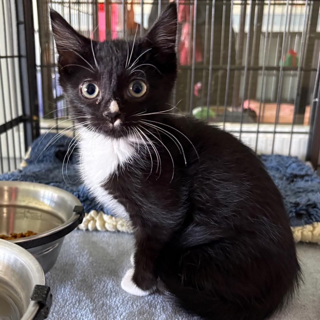 Enlarge Poe, a Adopted Domestic Medium Hair in Crookston, MN image 2/2