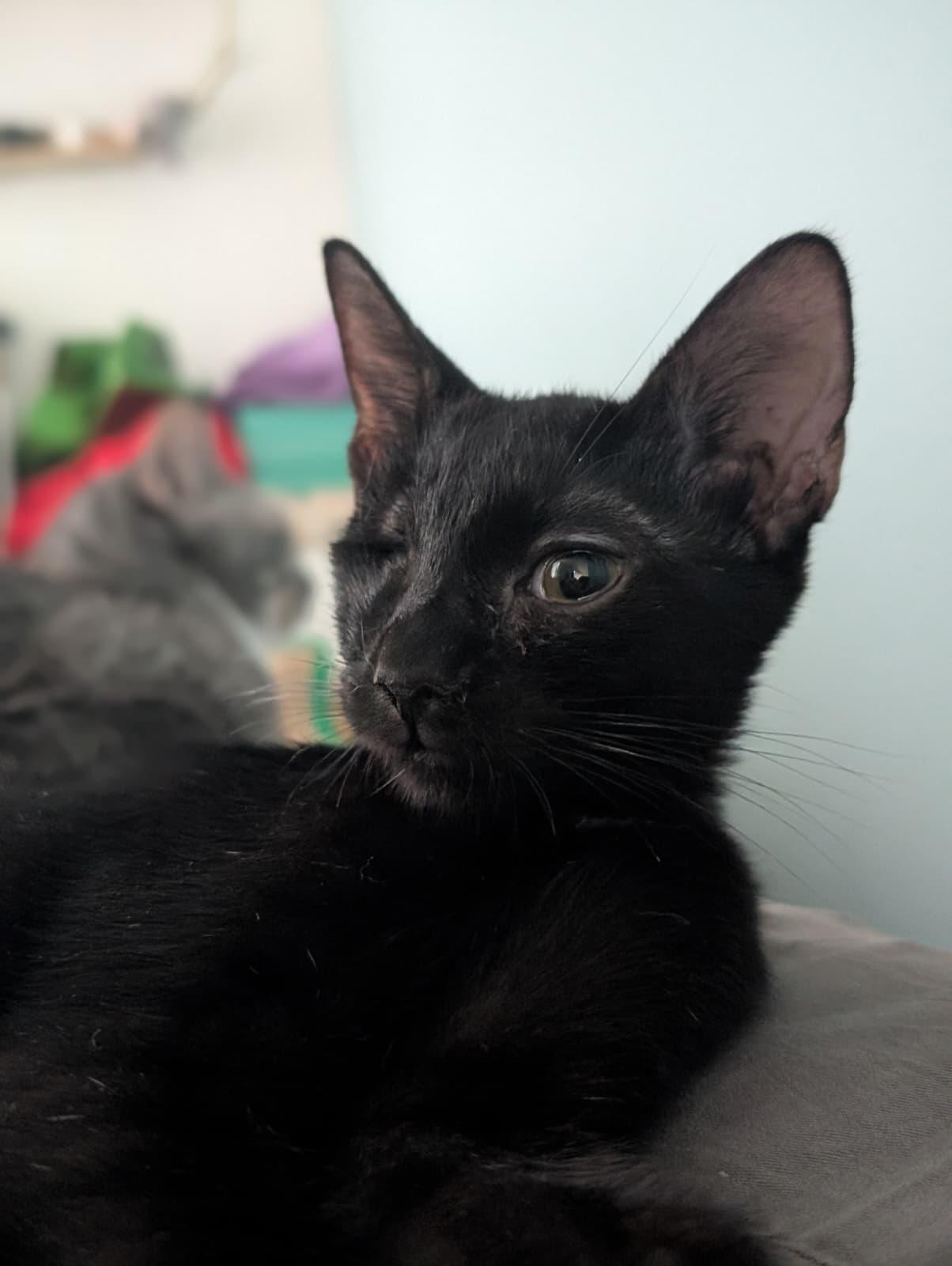 Enlarge Zephyr (Bonded with Melody), a Adoptable Domestic Short Hair in Honolulu, HI image 3/6