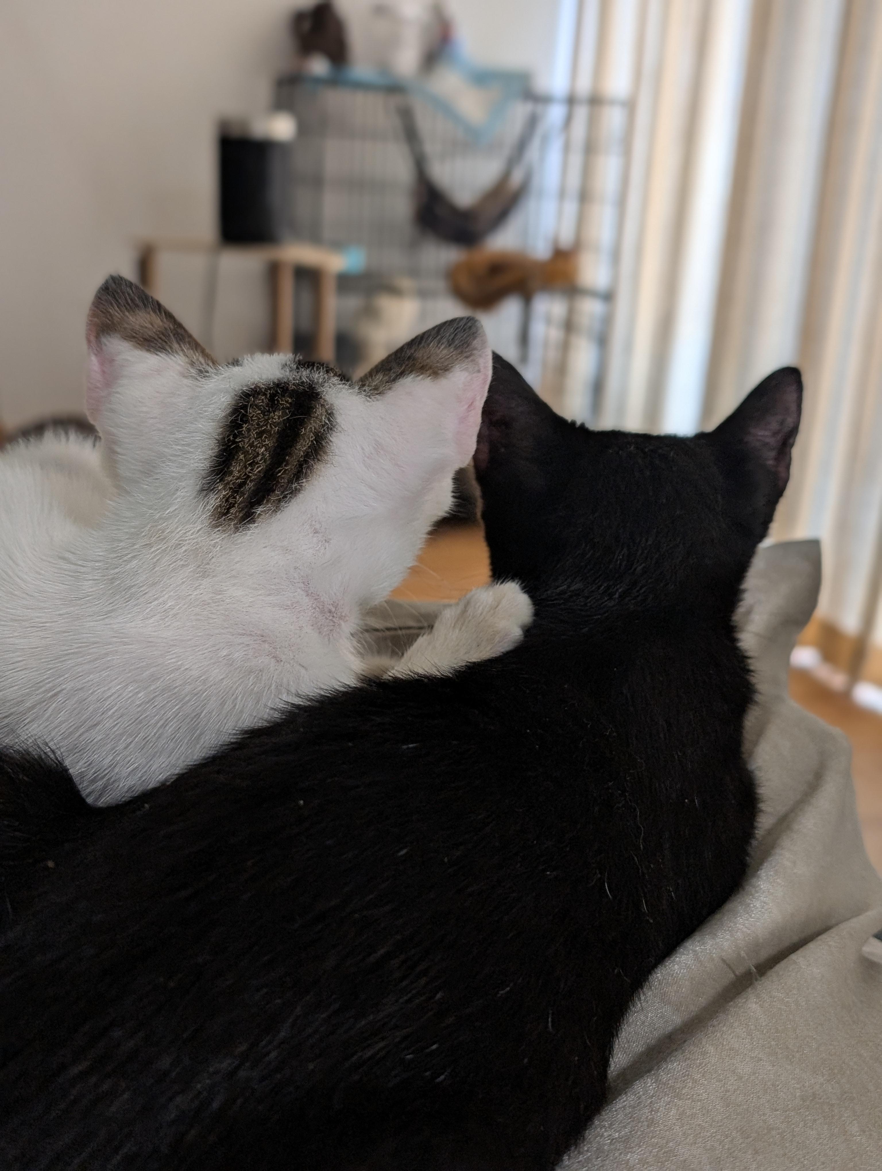 Enlarge Zephyr (Bonded with Melody), a Adoptable Domestic Short Hair in Honolulu, HI image 4/6