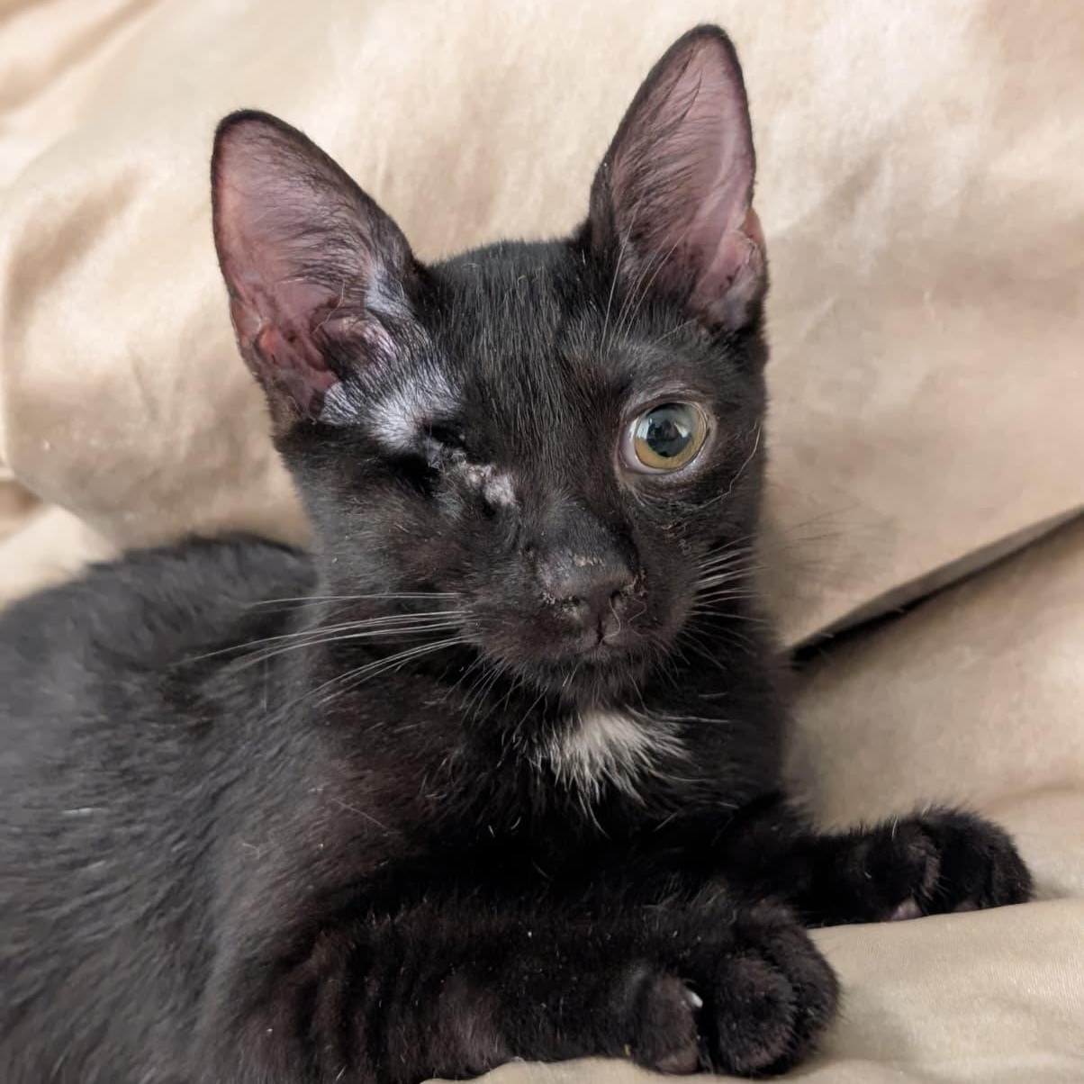 Zephyr (Bonded with Melody), Adoptable, Kitten Female Domestic Short Hair.