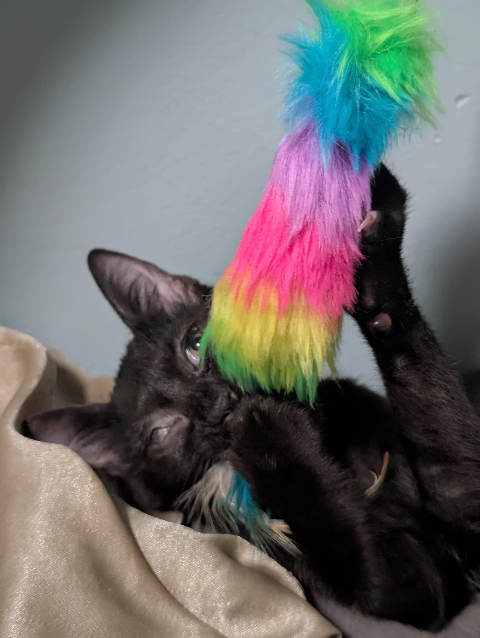 Enlarge Zephyr (Bonded with Melody), a Adoptable Domestic Short Hair in Honolulu, HI image 6/6