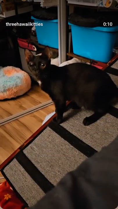 Enlarge Zephyr (Bonded with Melody), a Adoptable Domestic Short Hair in Honolulu, HI video 5/6