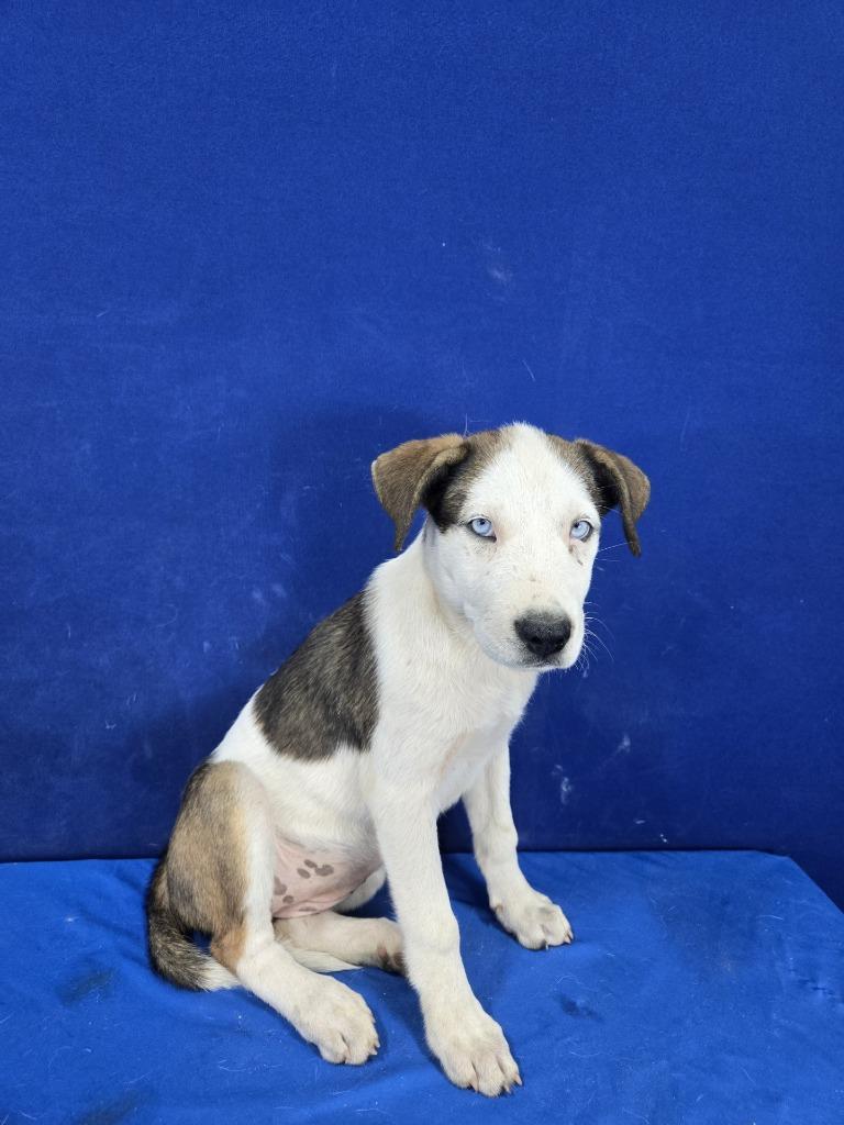 Ostrich, Adoptable, Young Female Mixed Breed.