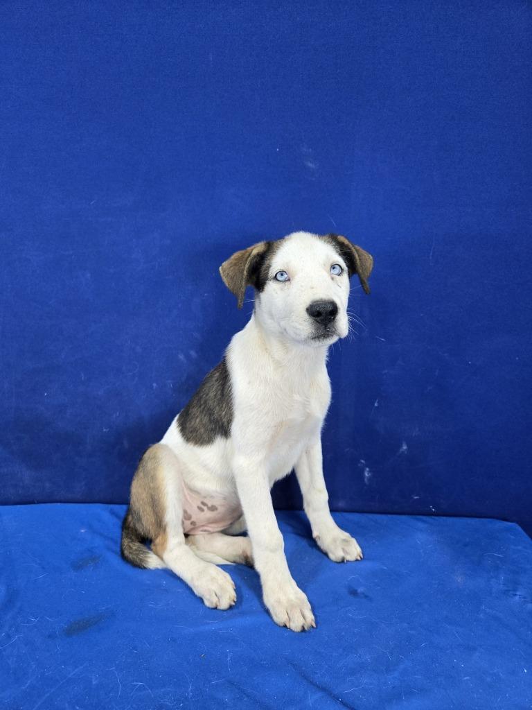 Enlarge Ostrich, a Adoptable Mixed Breed in Ruston, LA image 2/2