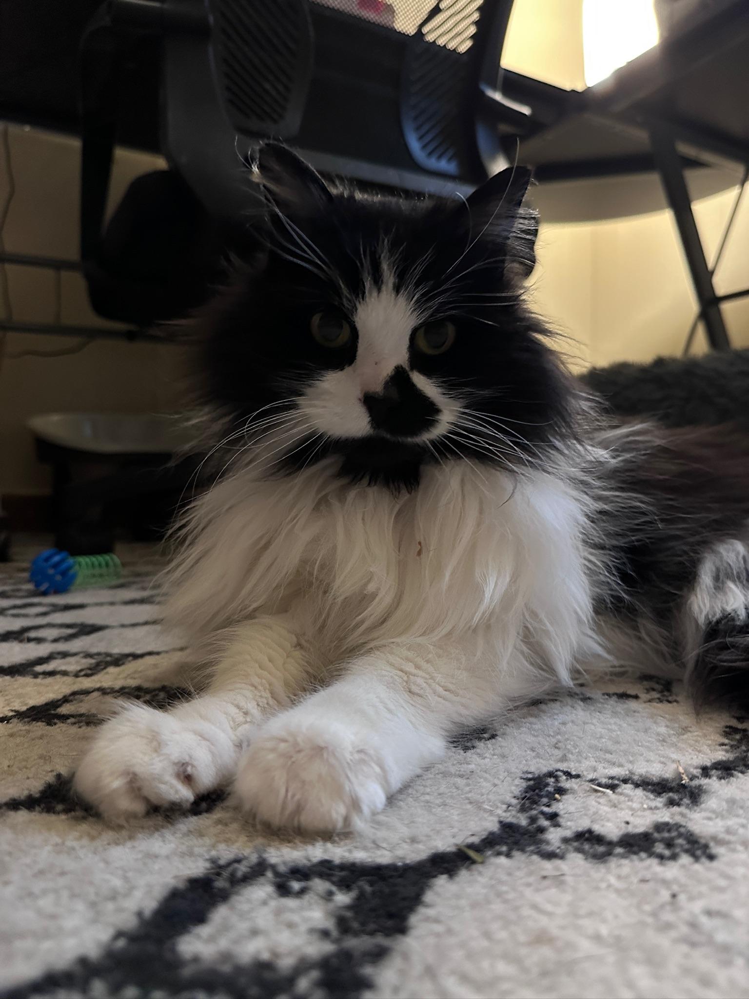 Pearl, ADOPTABLE, Adult Female Domestic Long Hair.