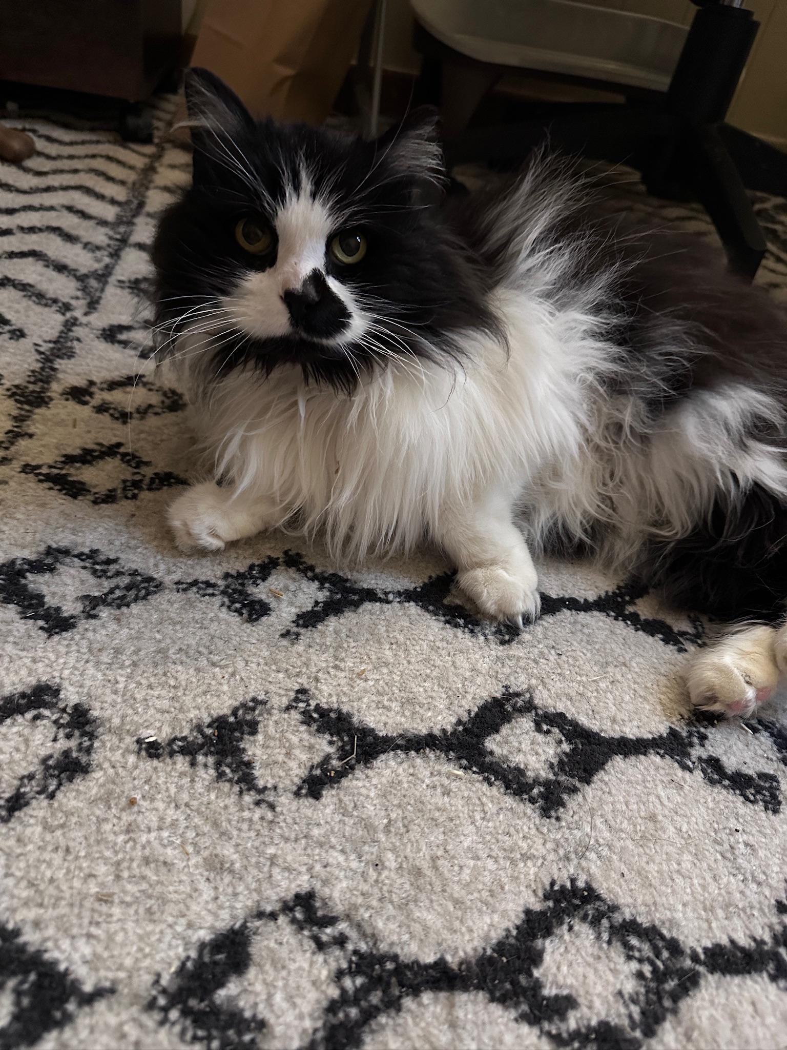 Enlarge Pearl, a ADOPTABLE Domestic Long Hair in Hermitage, PA image 3/3