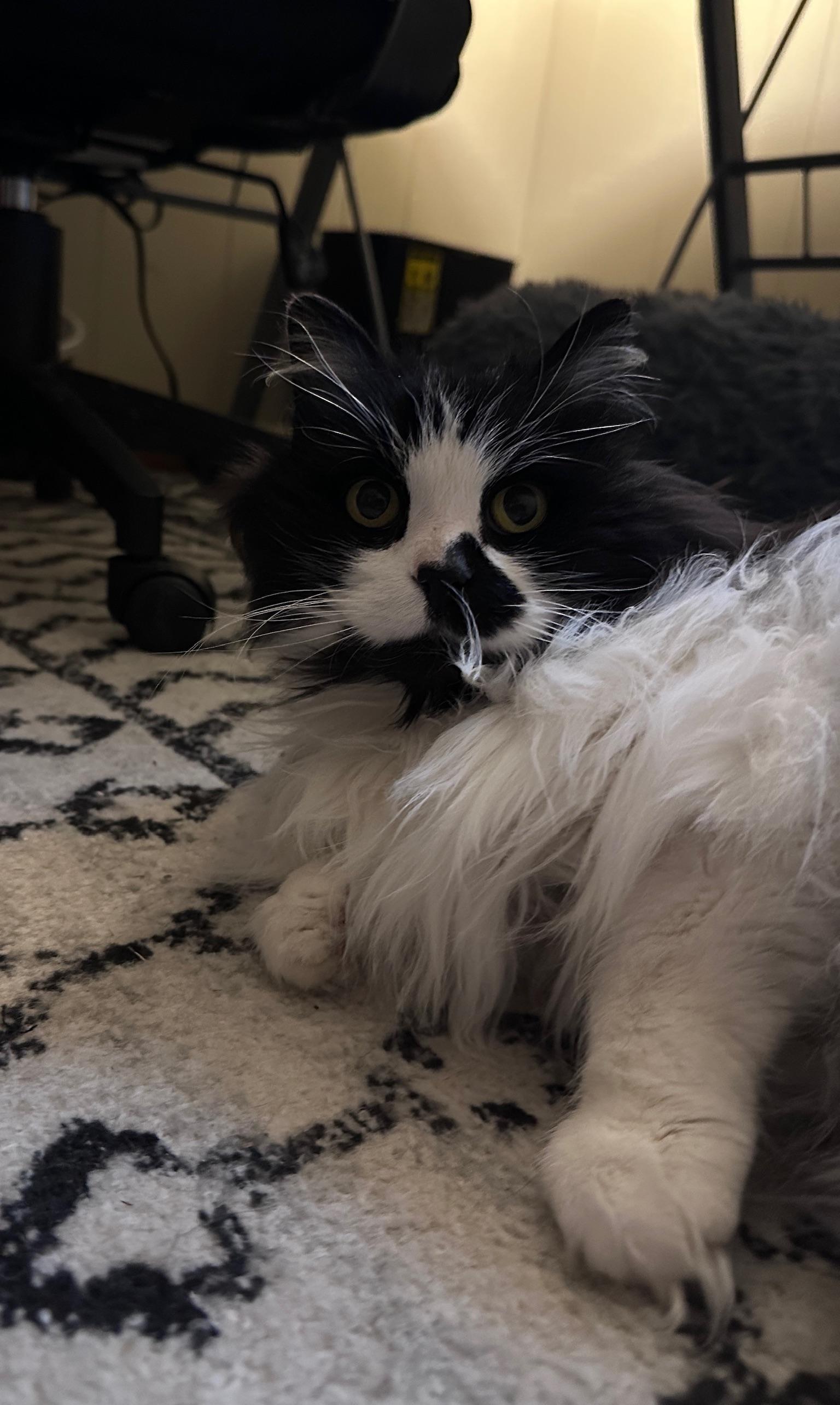 Enlarge Pearl, a ADOPTABLE Domestic Long Hair in Hermitage, PA image 2/3
