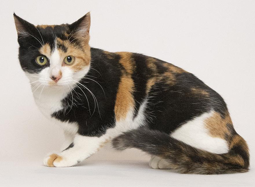 Enlarge Bunny, an adoptable Calico in Chicago, IL image 4/6