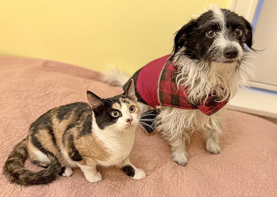 Enlarge Bunny, an adoptable Calico in Chicago, IL image 6/6