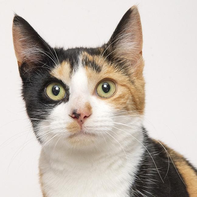 Bunny, adoptable, Young Female Calico.