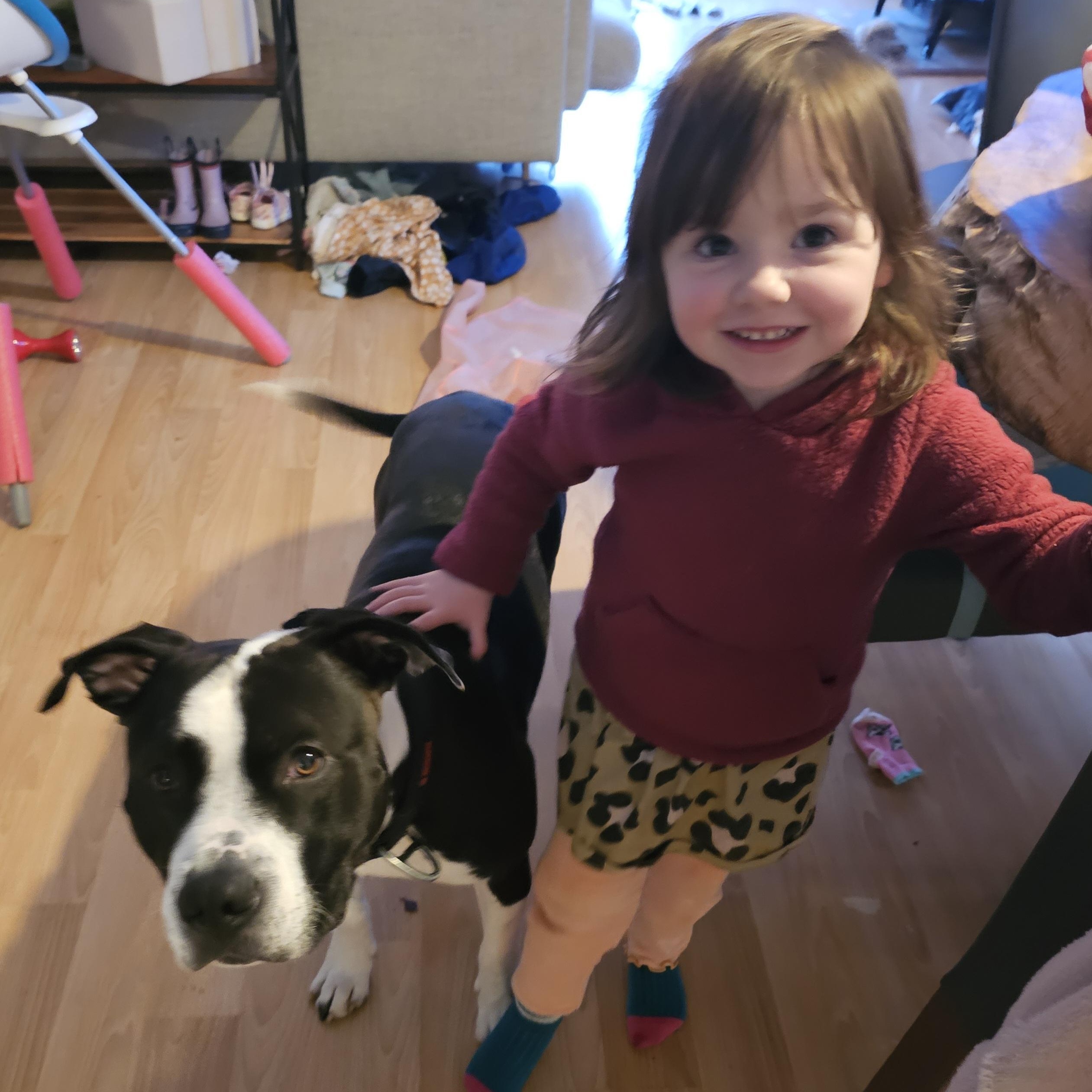 Mr. Gentle Bully ( Loves Kids and dogs)