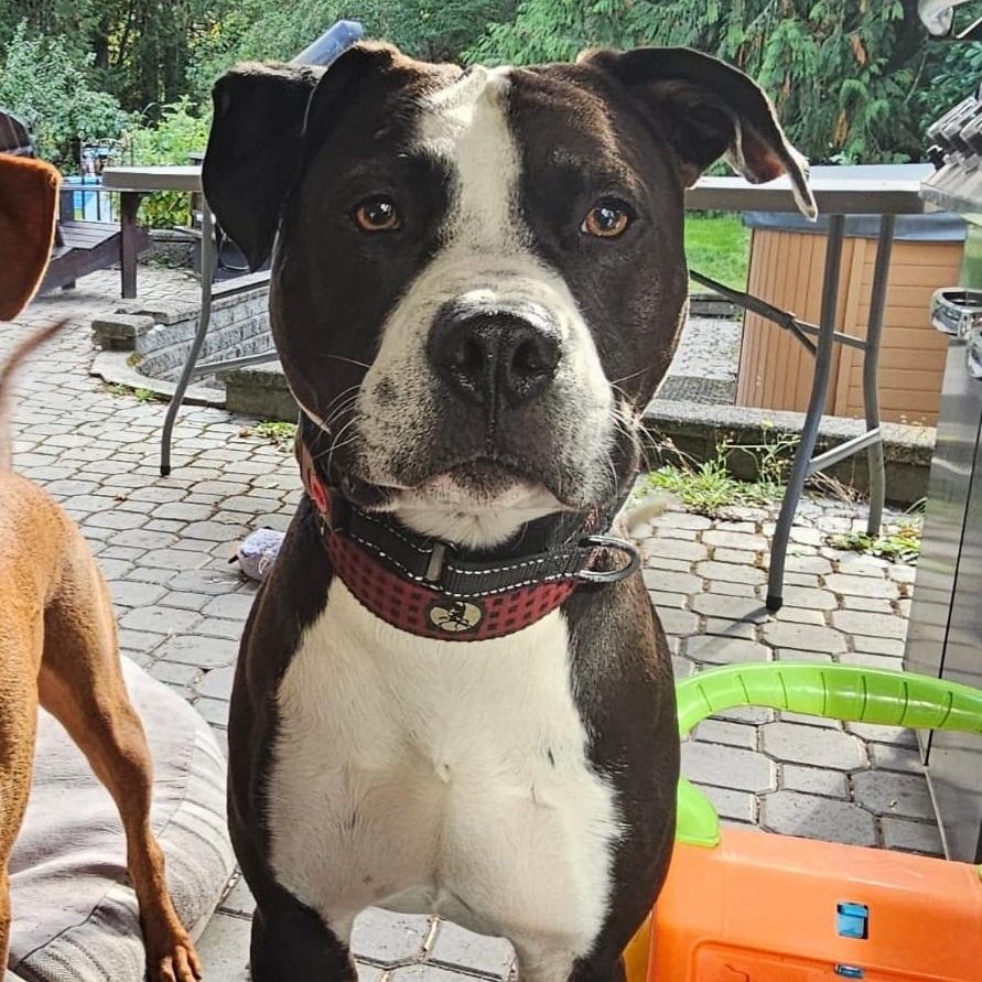 Mr. Gentle Bully ( Loves Kids and dogs)