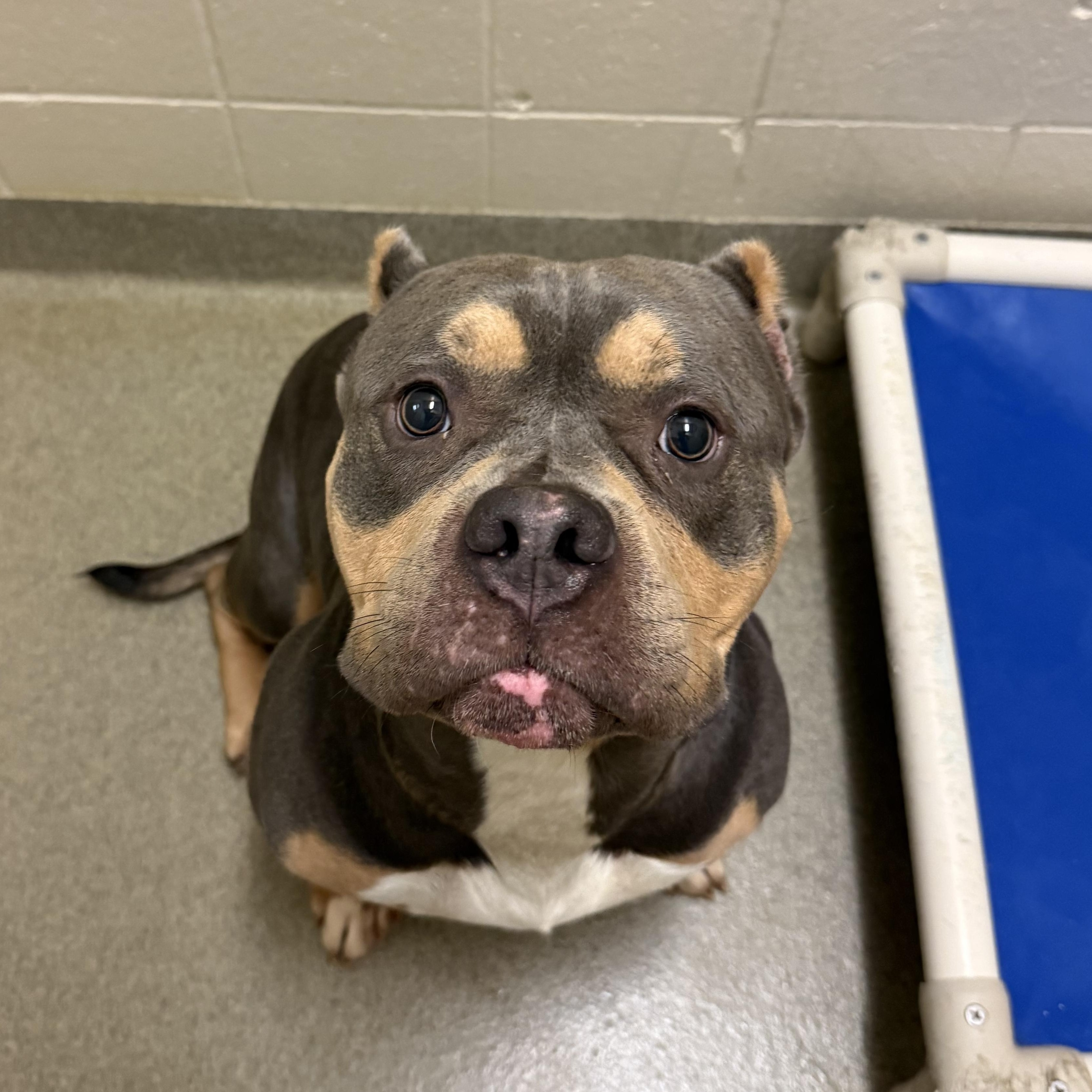 Gucci, Adult Male American Bully