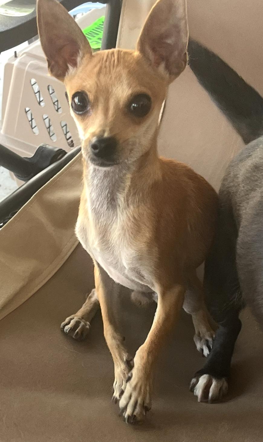 Tiny Freddy, adopted, Adult Male Chihuahua.