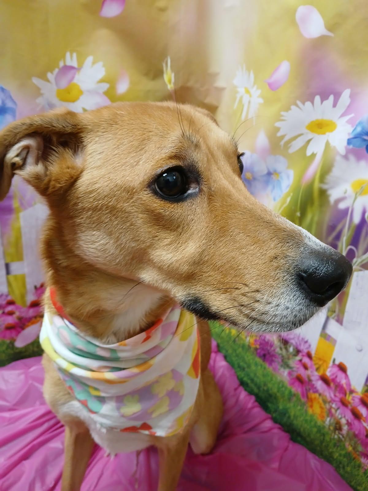 Maisey, ADOPTABLE, Adult Female Carolina Dog.