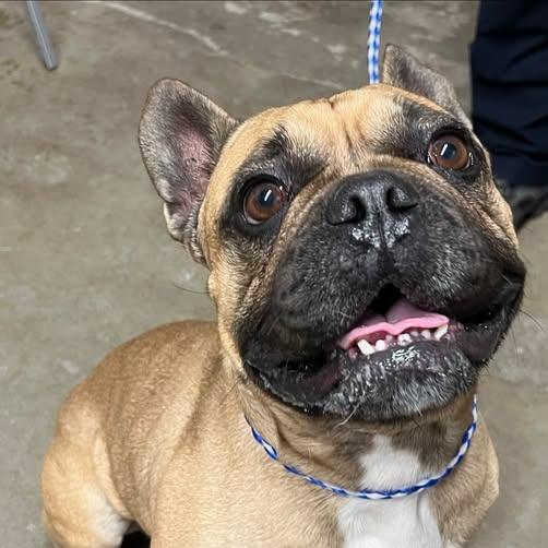 Enlarge Louie, a Adoptable French Bulldog in Los Banos, CA image 1/1