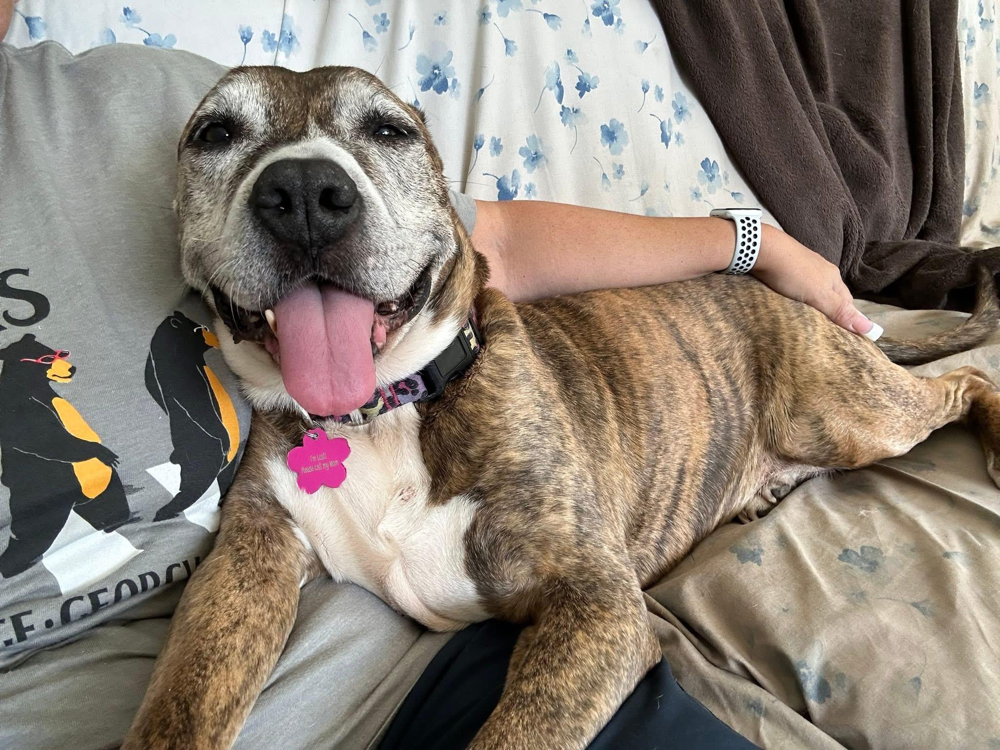 Maybelle, a Adoptable mixed breed in Sanford, FL image 2/4