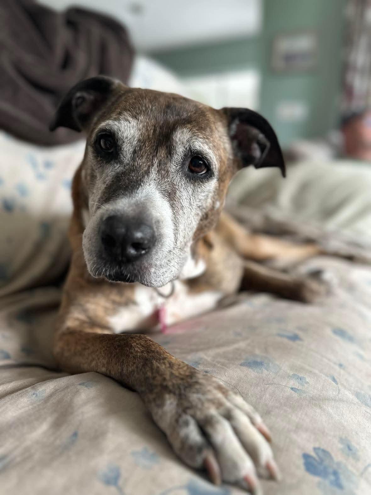 Maybelle, a Adoptable mixed breed in Sanford, FL image 3/4