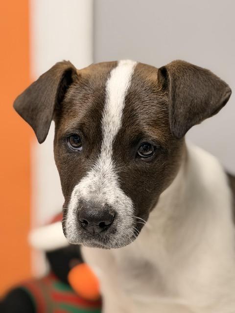 Enlarge Grant, a Adoptable mixed breed in Sparta, NJ image 1/5