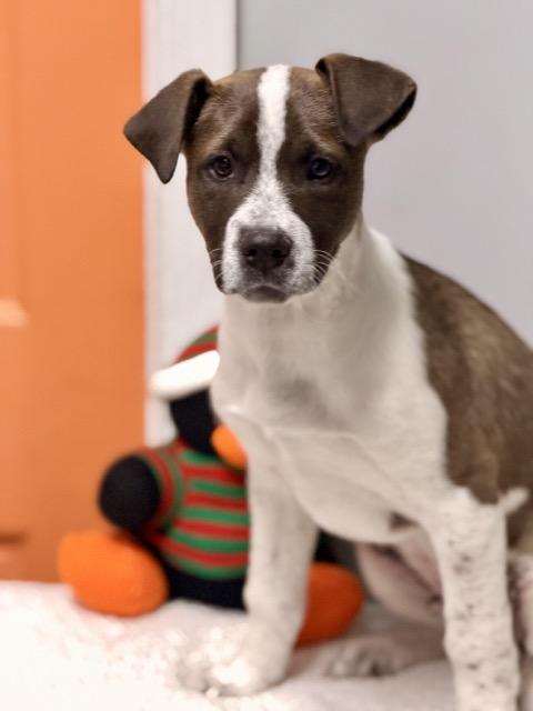 Enlarge Grant, a Adoptable mixed breed in Sparta, NJ image 4/5