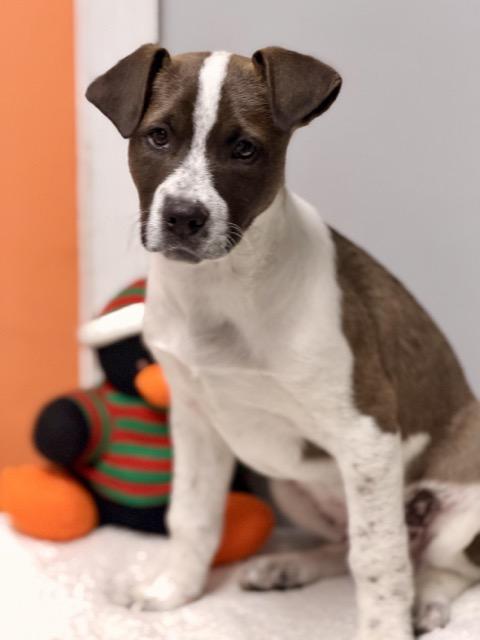 Enlarge Grant, a Adoptable mixed breed in Sparta, NJ image 5/5