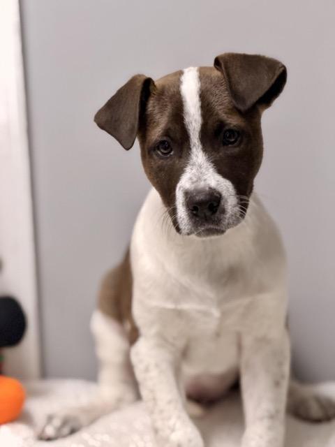 Enlarge Grant, a Adoptable mixed breed in Sparta, NJ image 2/5