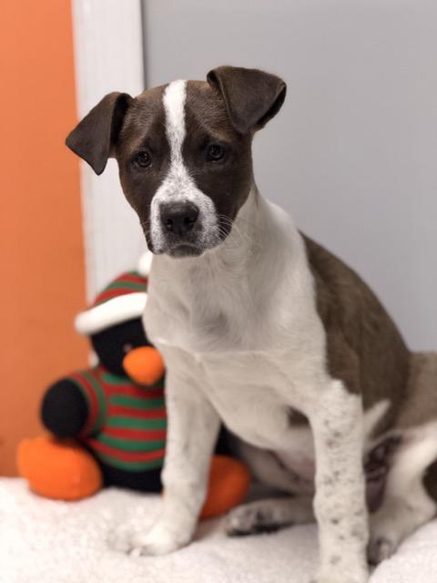 Enlarge Grant, a Adoptable mixed breed in Sparta, NJ image 3/5