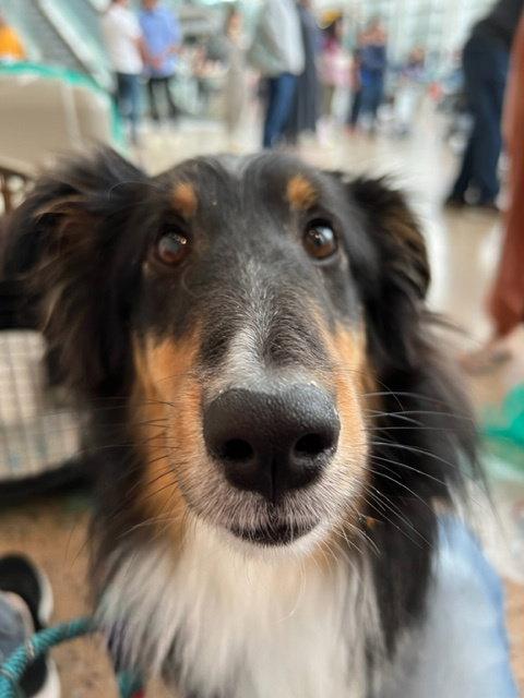 Soul, Adoptable, Adult Male Shetland Sheepdog / Sheltie.