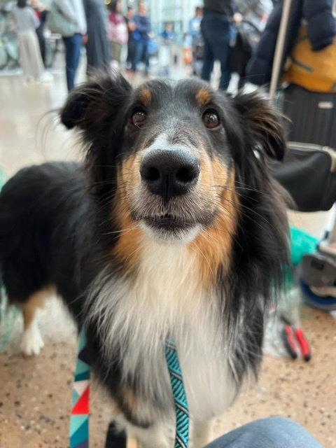 Soul, a Adoptable Shetland Sheepdog / Sheltie in Seattle, WA image 2/3