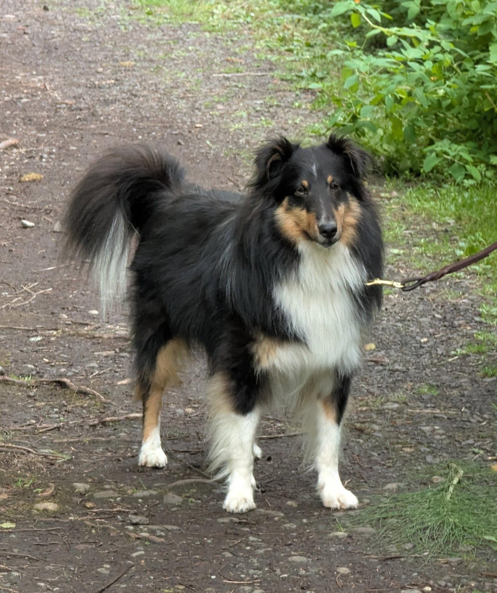 Soul, a Adoptable Shetland Sheepdog / Sheltie in Seattle, WA image 3/3