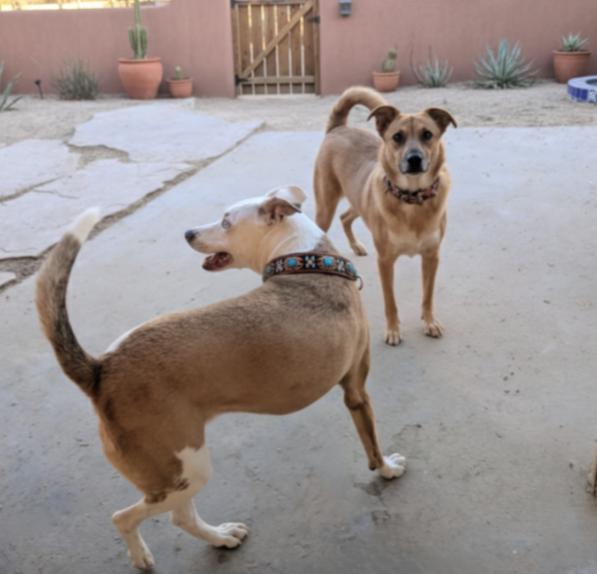 DAISY & FOLEY (bonded pair/spec needs), ADOPTABLE, Adult Female Cattle Dog.