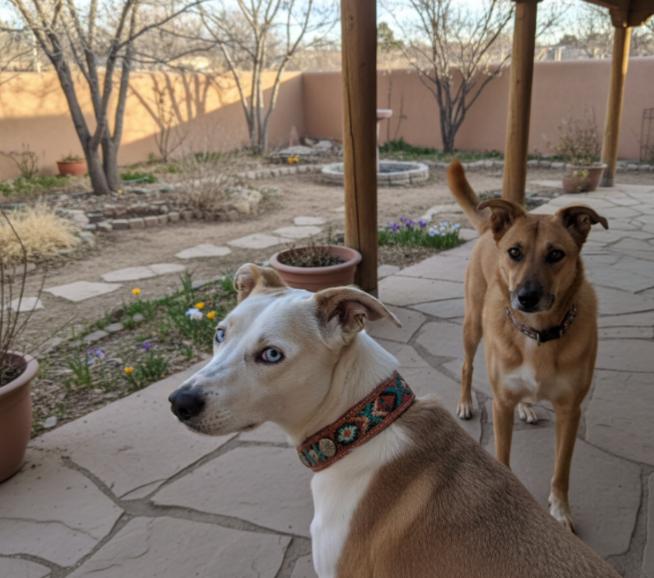 Enlarge DAISY & FOLEY (bonded pair/spec needs), a ADOPTABLE mixed breed in Pena Blanca, NM image 1/1