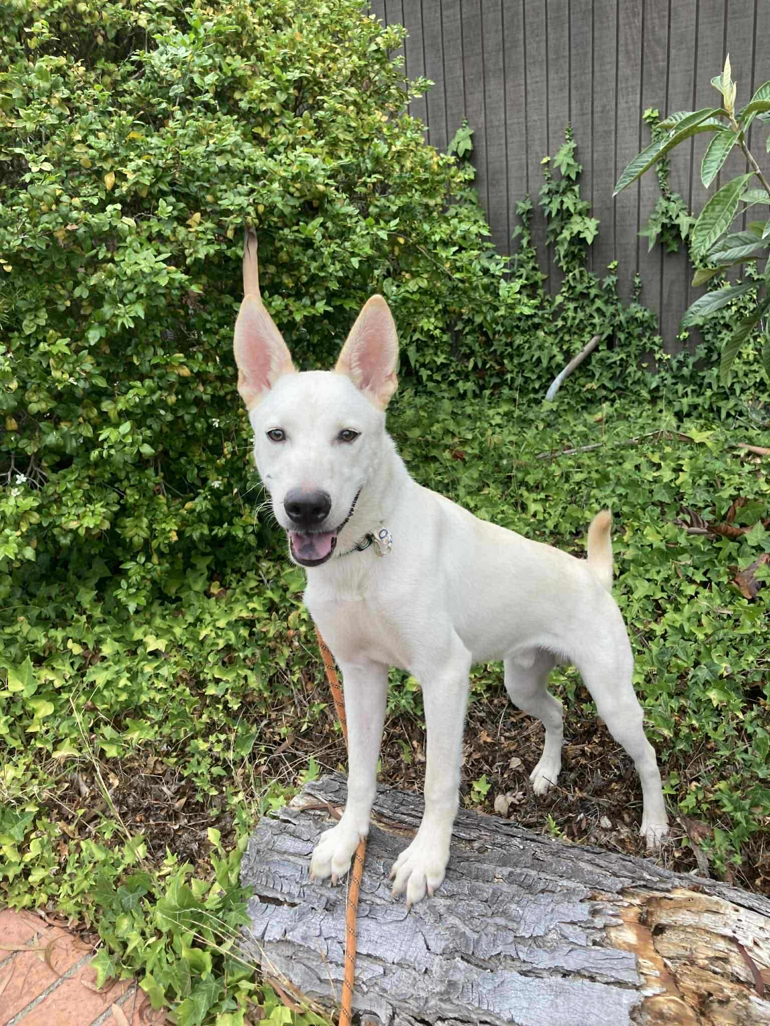 GURU, Adoptable, Young Male German Shepherd Dog & Shepherd.