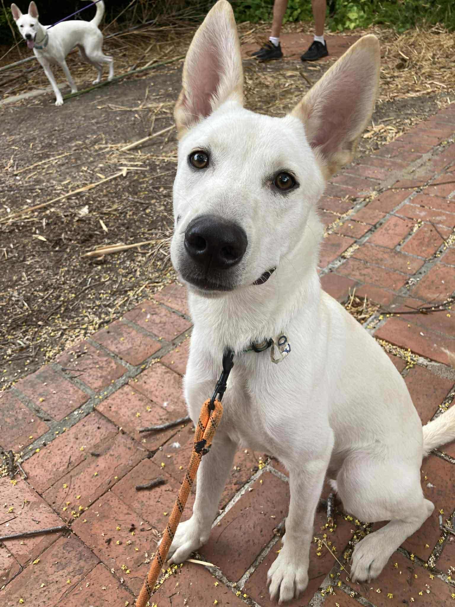 GURU, Adoptable, Young Male German Shepherd Dog & Shepherd.