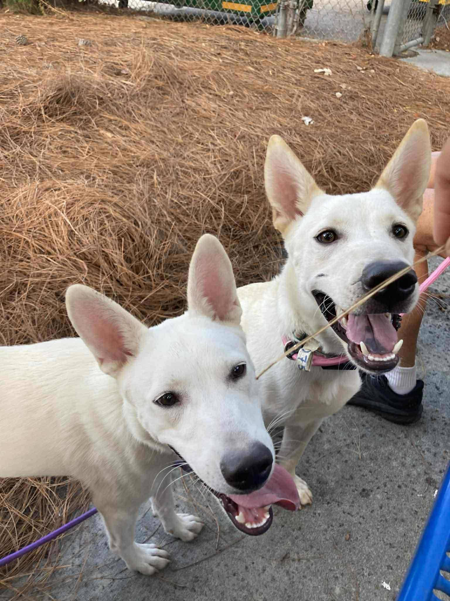 GURU, Adoptable, Young Male German Shepherd Dog & Shepherd.