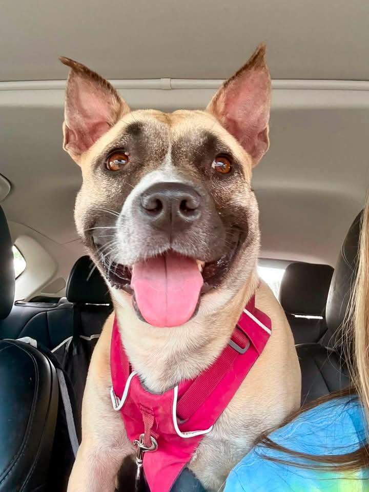 Polly, Adoptable, Adult Female Terrier.