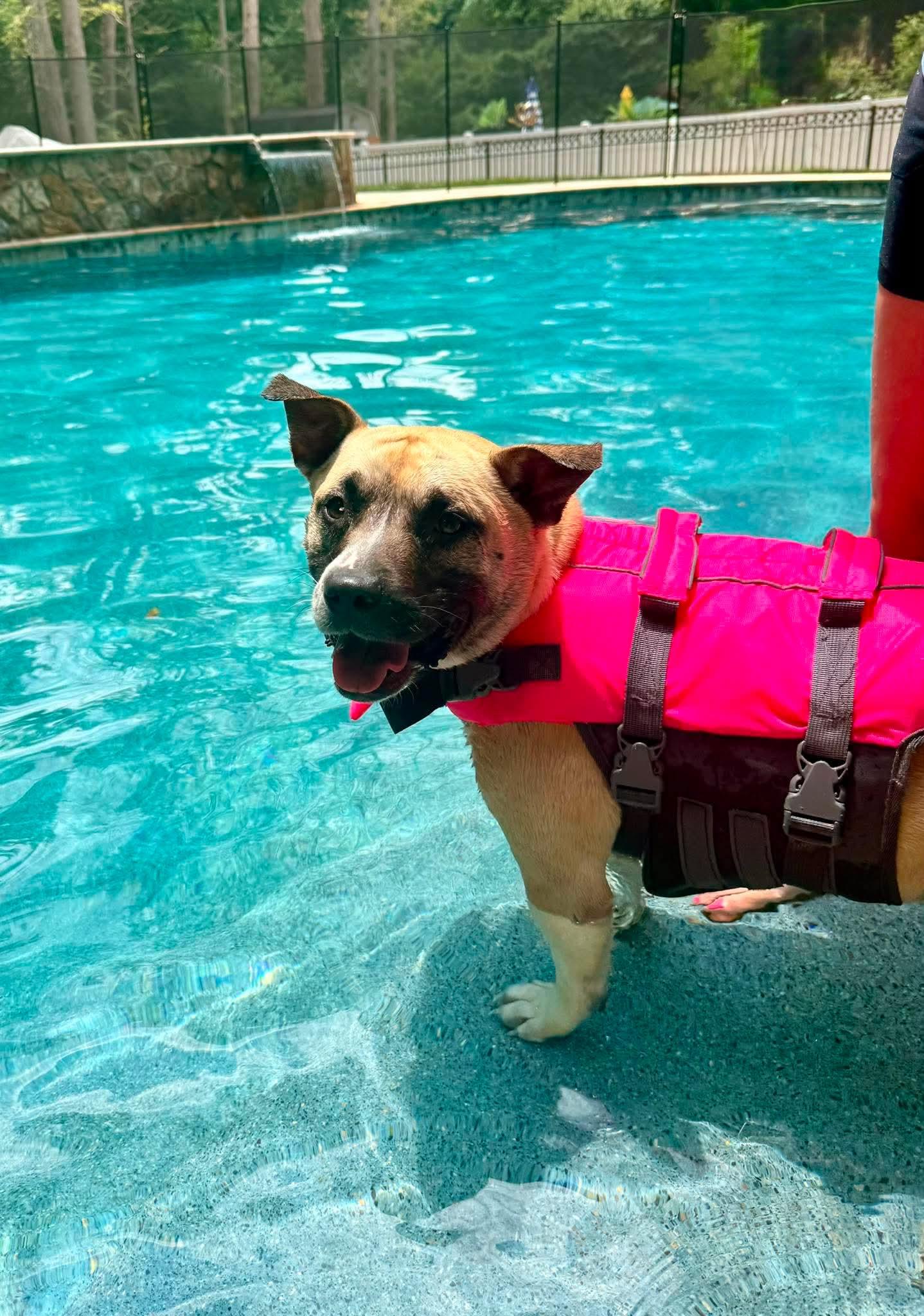 Enlarge Polly, a Adoptable Terrier in Mint Hill, NC image 2/3