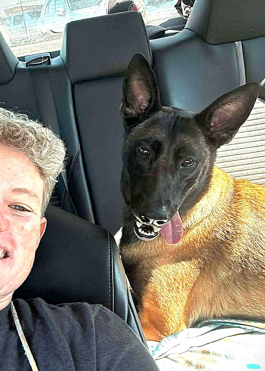 Rose, a Adoptable Belgian Shepherd / Malinois in Houston , TX image 1/6