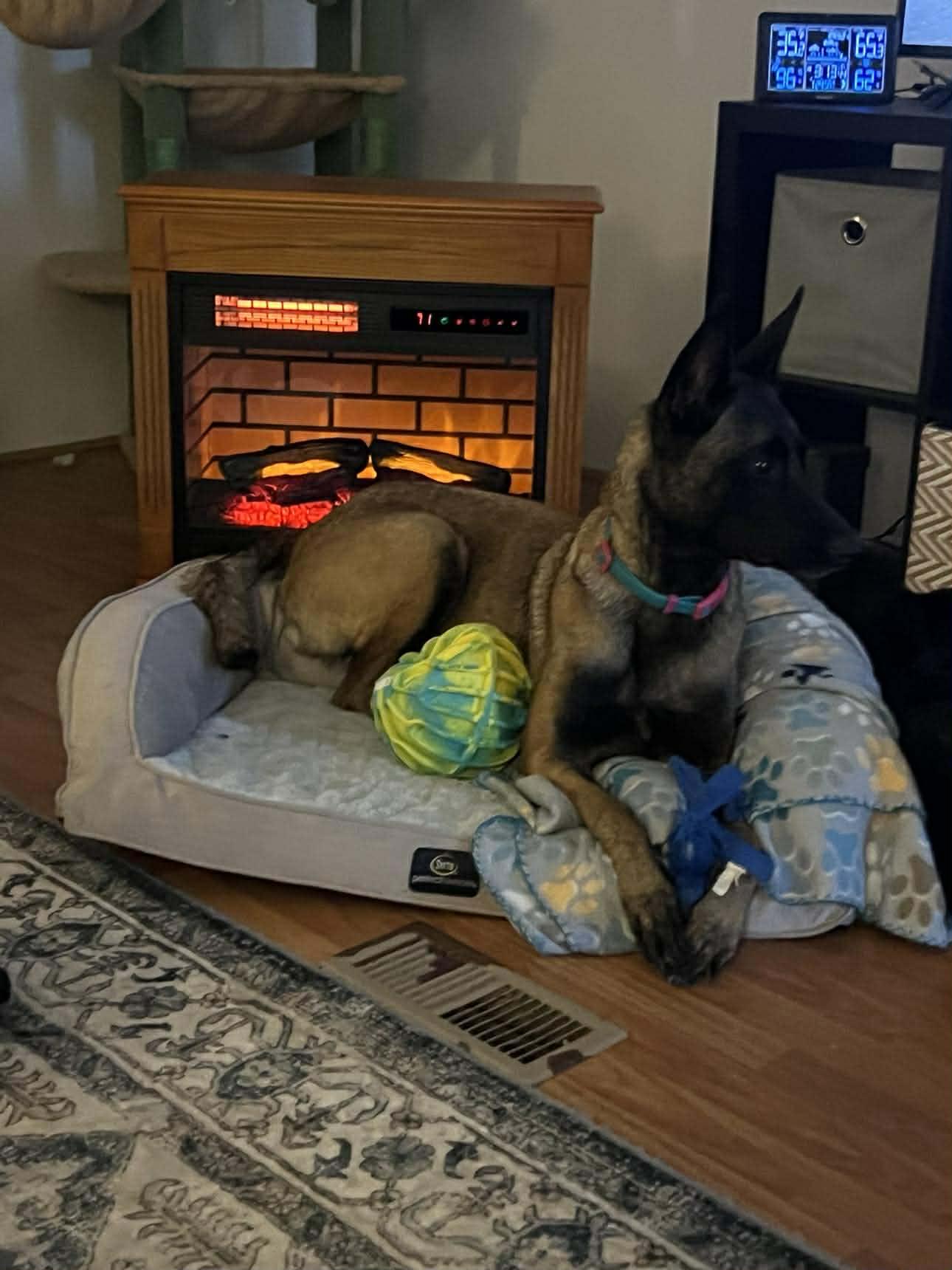Rose, a Adoptable Belgian Shepherd / Malinois in Houston , TX image 2/6