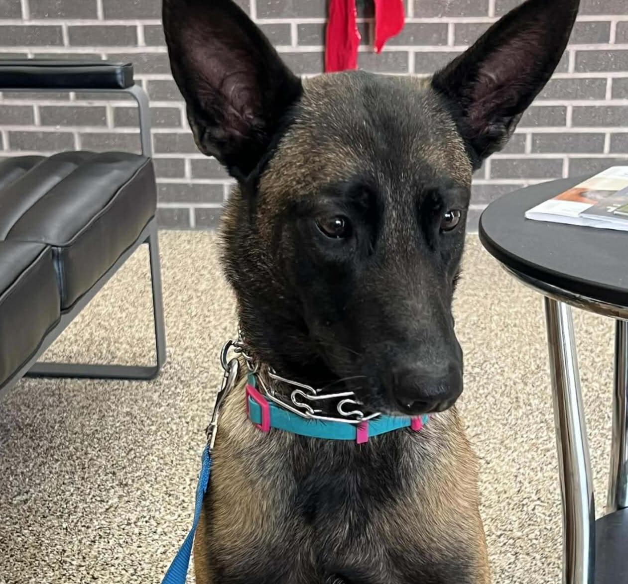Rose, a Adoptable Belgian Shepherd / Malinois in Houston , TX image 3/6