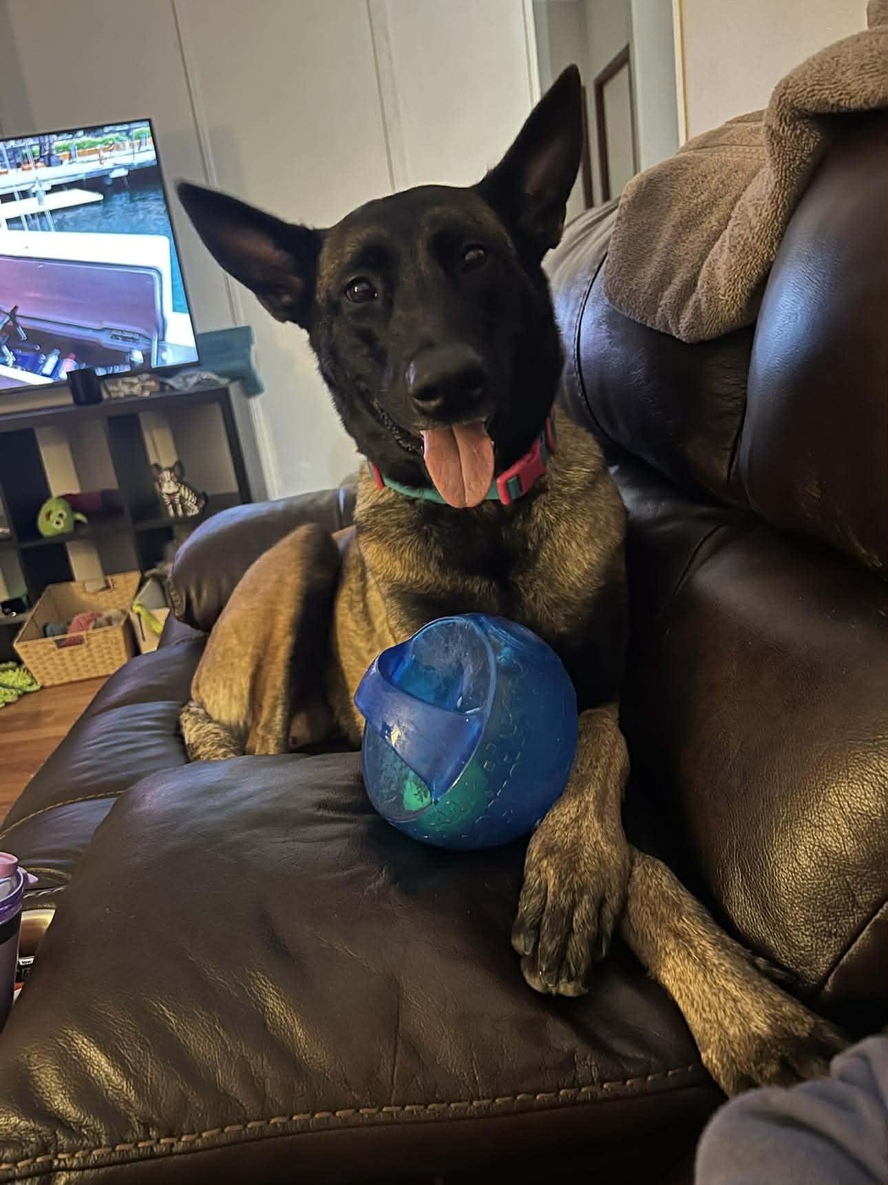 Rose, a Adoptable Belgian Shepherd / Malinois in Houston , TX image 4/6