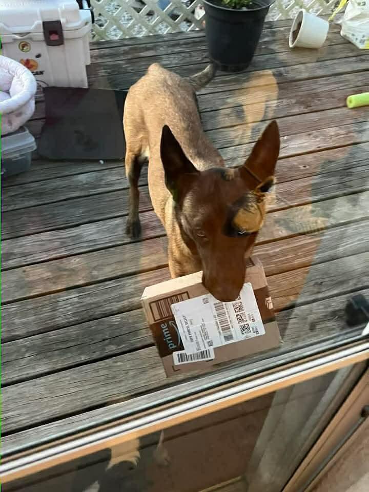 Rose, a Adoptable Belgian Shepherd / Malinois in Houston , TX image 5/6
