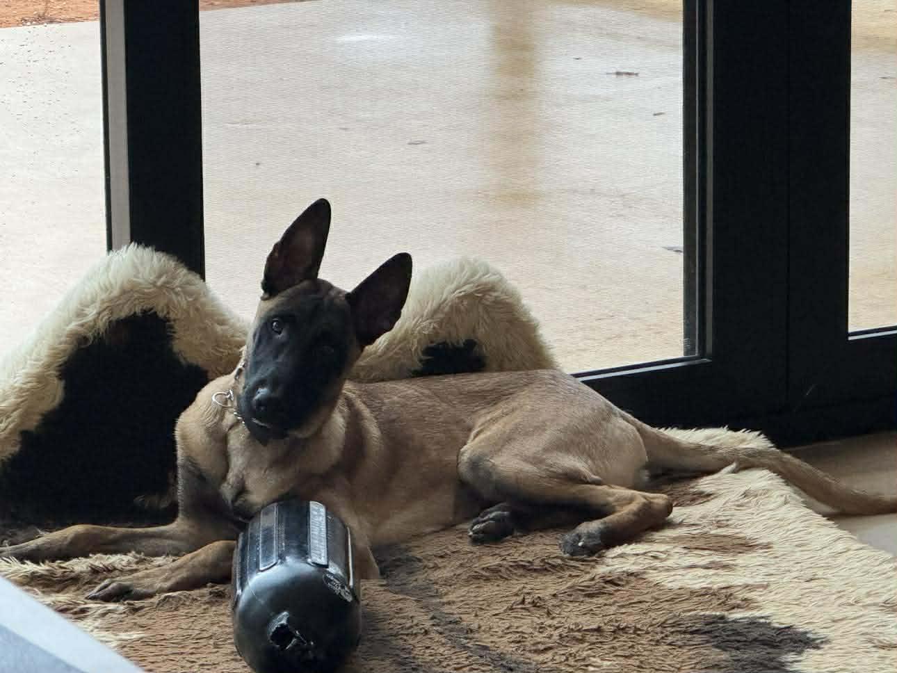 Rose, a Adoptable Belgian Shepherd / Malinois in Houston , TX image 6/6