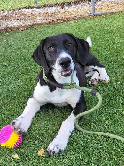 Becky - 1, Adoptable, Young Female Retriever & Mixed Breed.