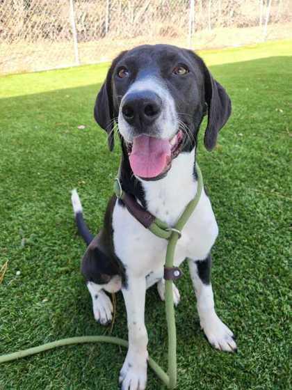 Enlarge Becky - 1, a Adoptable mixed breed in Daytona Beach, FL image 2/2