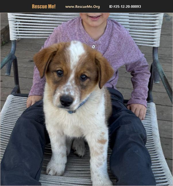 Paul, ADOPTABLE, Puppy Male Australian Cattle Dog / Blue Heeler & Great Pyrenees.
