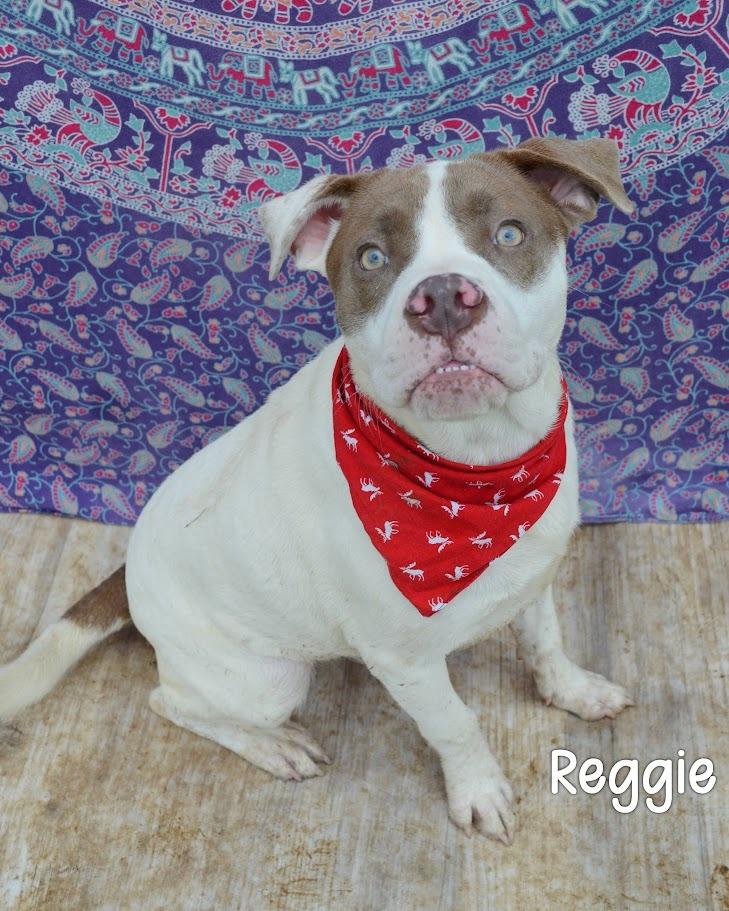 Reggie, Adoptable, Puppy Male Pit Bull Terrier.