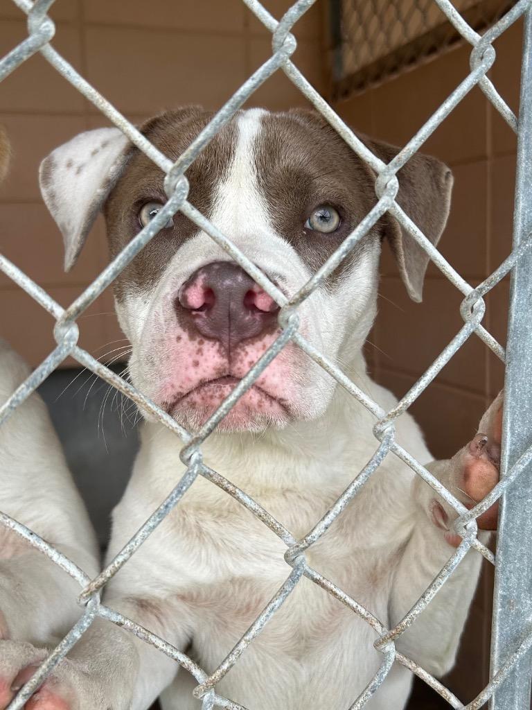 Enlarge Reggie, a Adoptable Pit Bull Terrier in Gautier, MS image 2/2