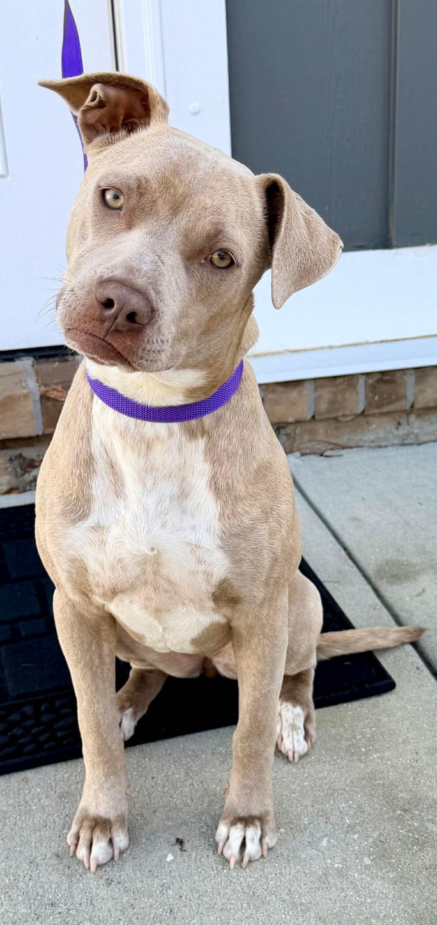 Enlarge Robin, a Adoptable mixed breed in Lansing, MI image 2/5