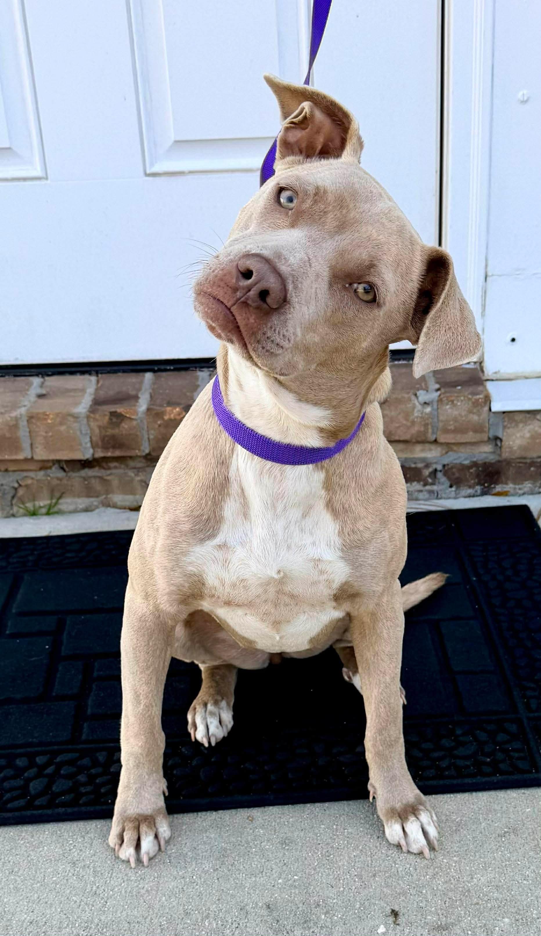 Enlarge Robin, a Adoptable mixed breed in Lansing, MI image 4/5